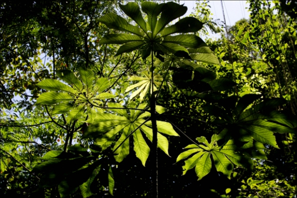 Atlantic Rainforest Restoration